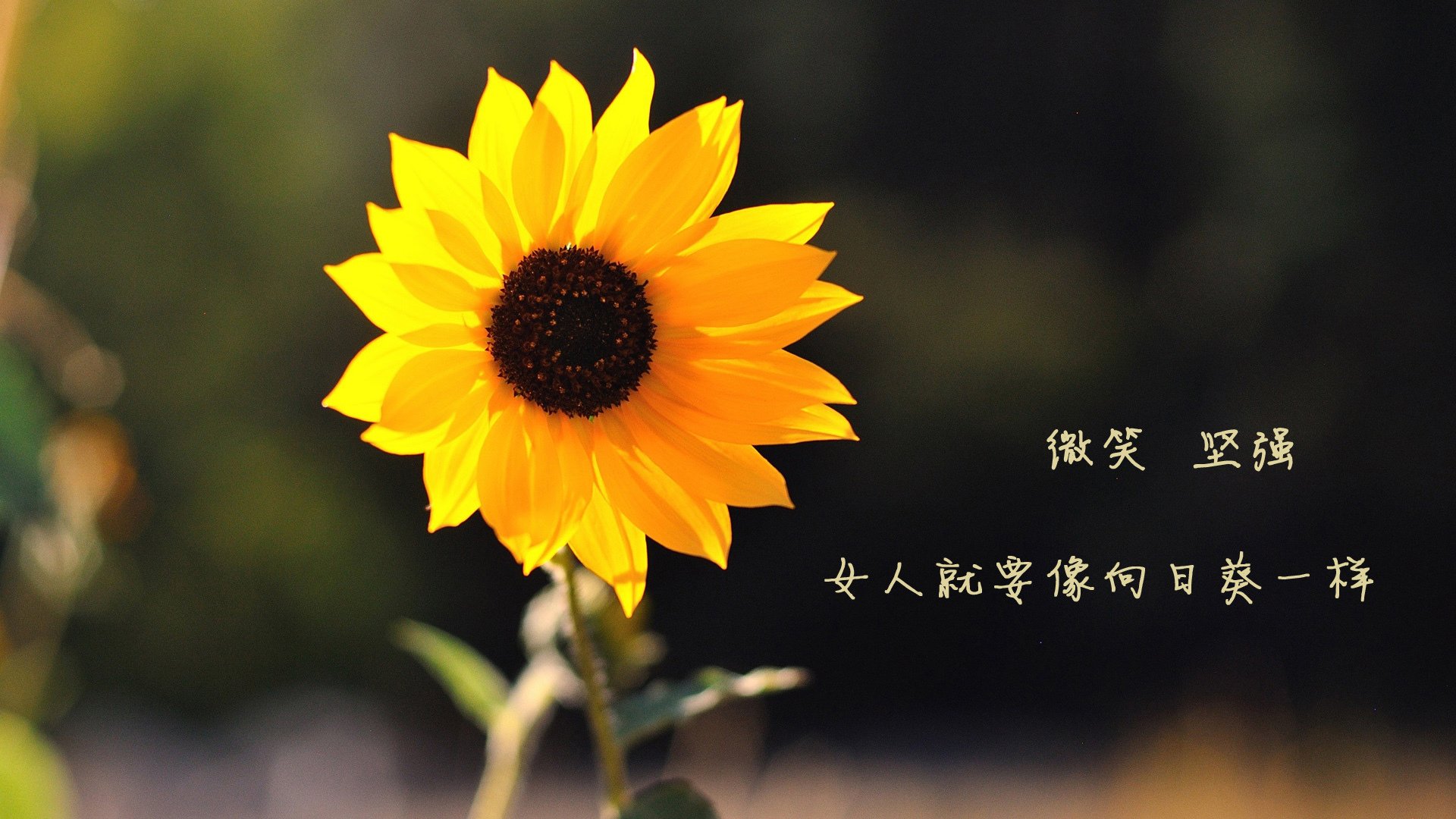 “逆境翻盘：季后赛中最惊心动魄的剧情”，逆境翻盘是什么意思