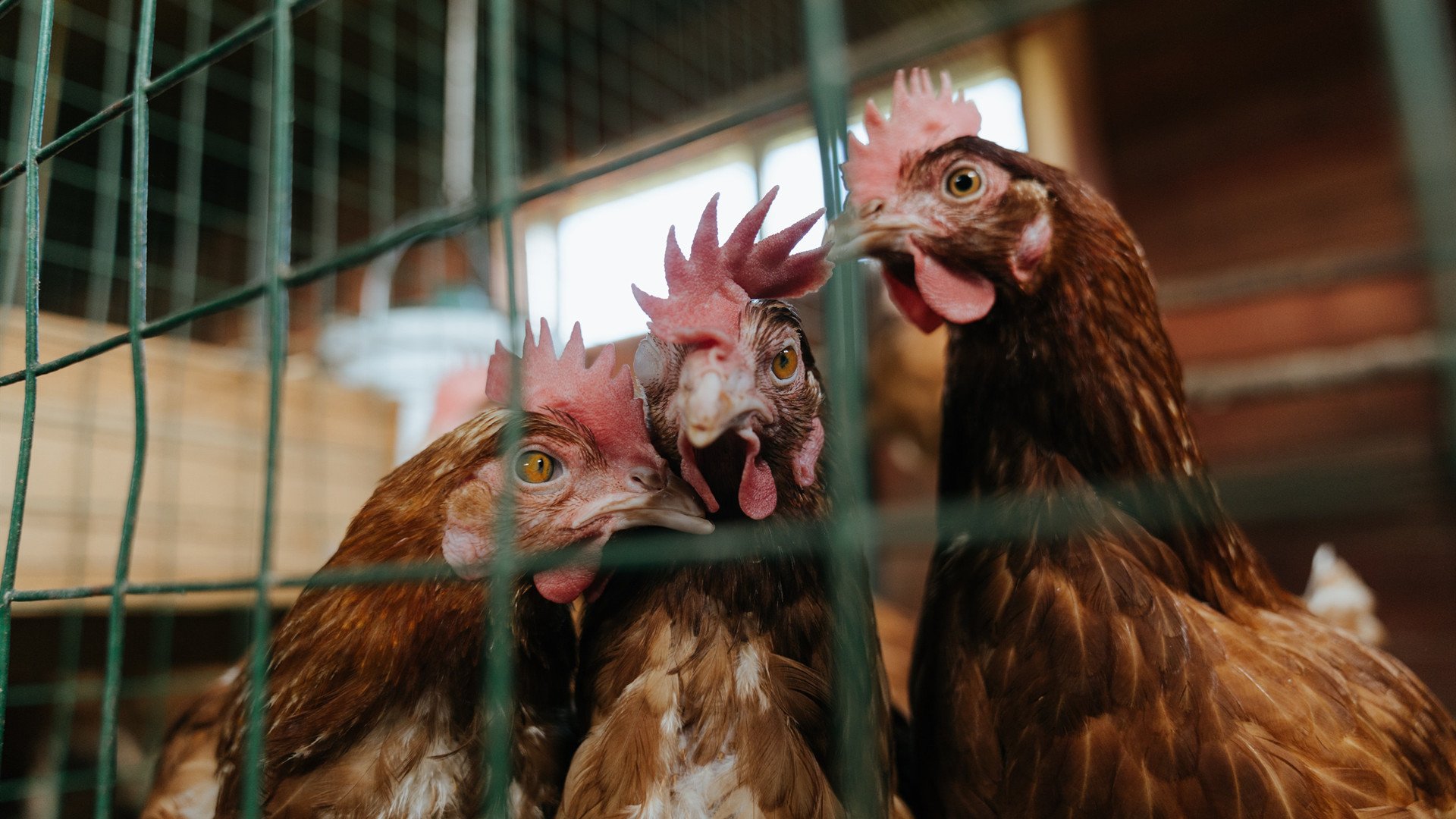 国际亲子足球体验营，锻炼身体家庭互动，足球亲子活动方案