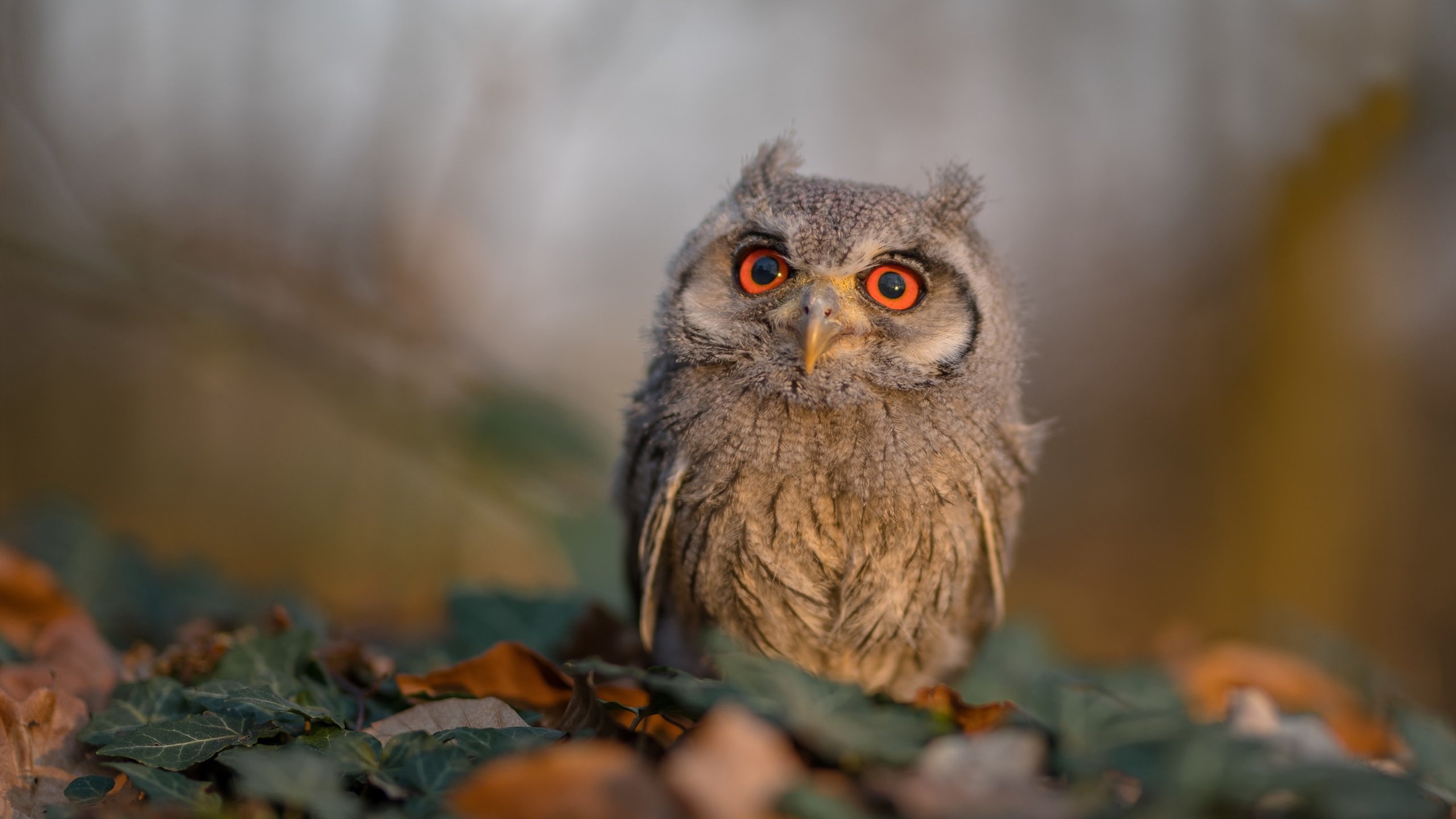 “冠军之梦”——青训营新星登顶之路,冠军梦亲子游泳训练中心价格