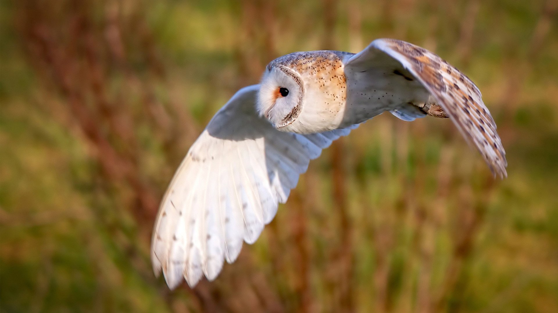 “西甲明星球员轮番发威,场面激烈精彩”,西甲名人