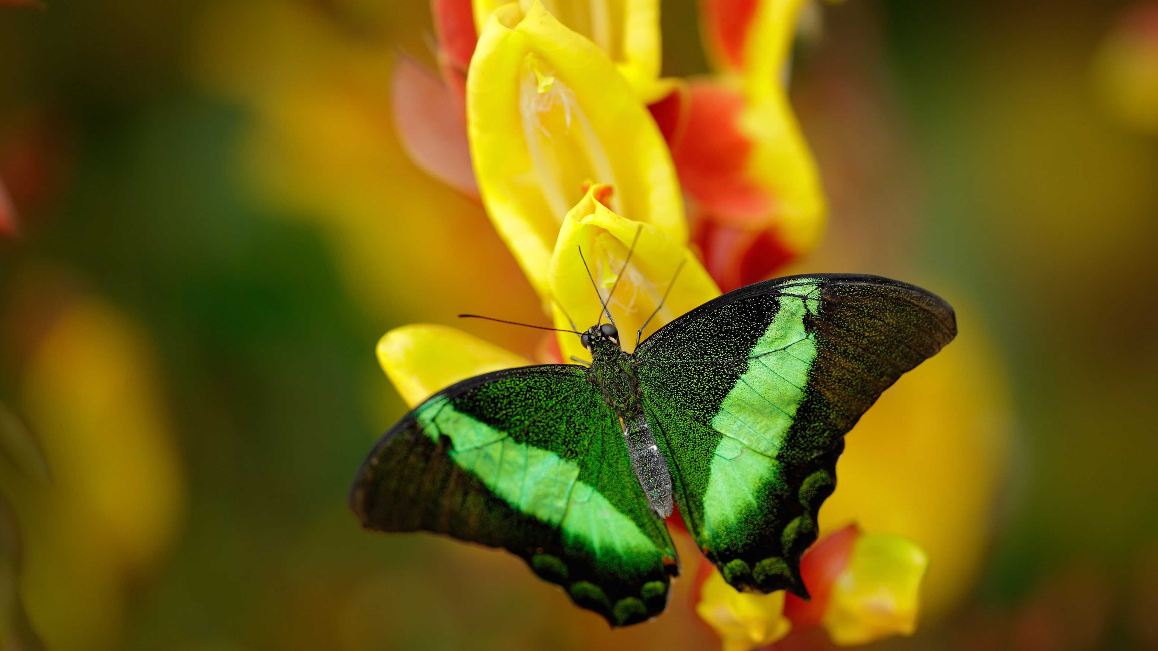 开云中国-史上最年轻的欧冠“射手王”是谁？，欧洲最年轻的球员
